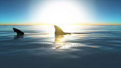 映像CG サメ Shark120518-001