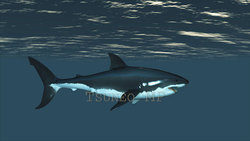 映像CG サメ Shark120518-002